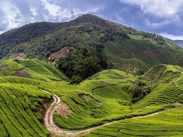 Cameron Tea Plantation