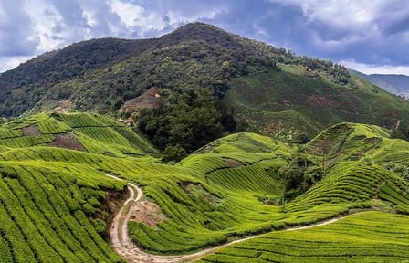Cameron Highlands Tour on Private Basis