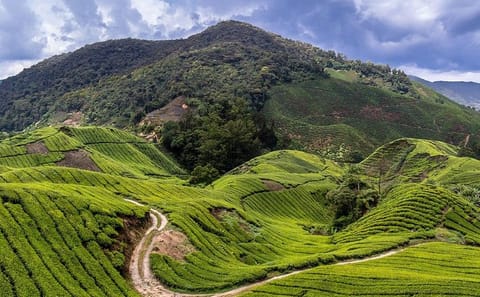 Private Day Tour of Cameron Highlands from Kuala Lumpur