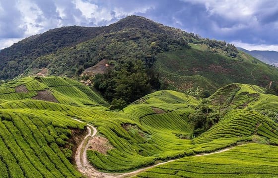 Cameron Highlands Tour on Private Basis