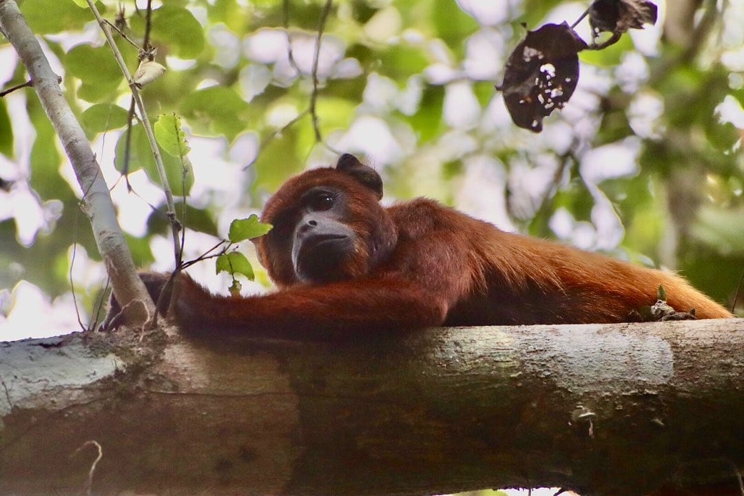 Pmal-03 : In-Depth Amazon Experience – 4 Days inside Rainforest