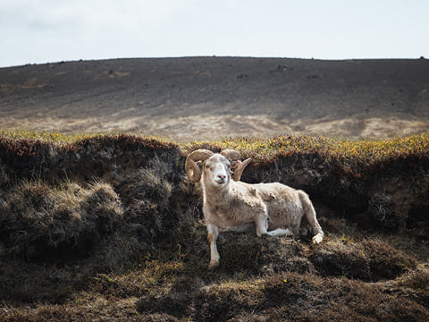 Reykjanes Peninsula | Private Tour | Photo Package Included, photo 21