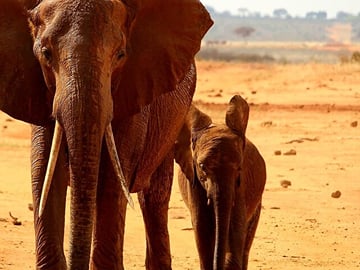 1 Day Tsavo East Safari Trip From Diani/Mombasa