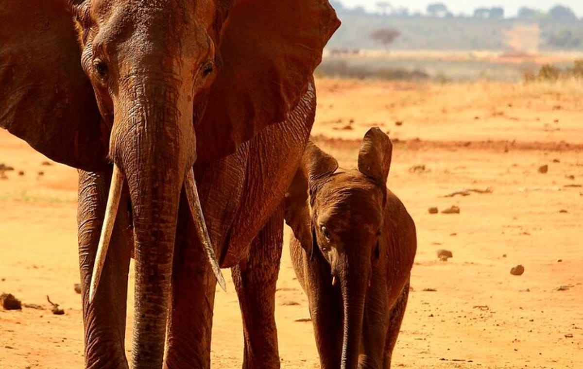 1 Day Tsavo East Safari Trip From Diani/Mombasa