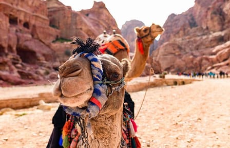 3-Night Jordan Tour with Wadi Rum Overnight from Sheikh Hussein Border Crossing