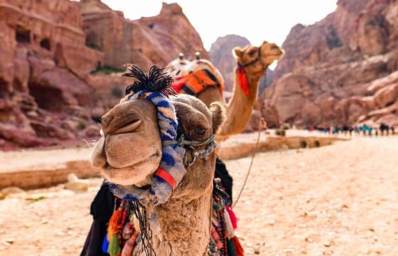 3-Night Jordan Tour with Wadi Rum Overnight from Sheikh Hussein Border Crossing
