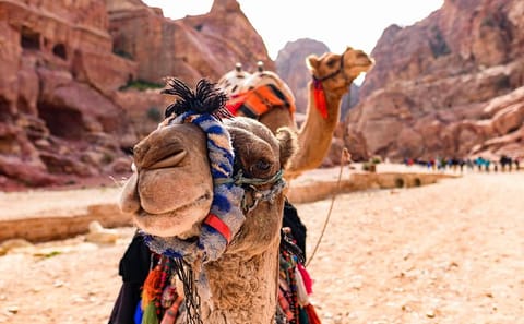 3-Night Cultural and Nature Tour of Jordan with Wadi Rum Stay