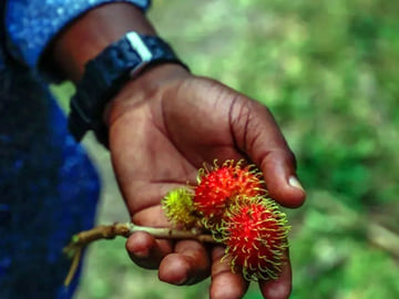 Spice tasting on a Pemba farm tour