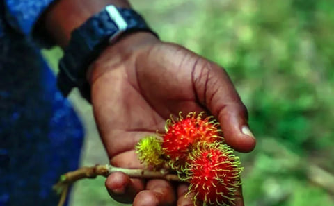 Pemba Spice Tour: Cloves, Nutmeg & Island Flavor