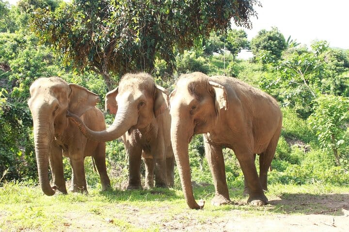 Ethical Elephant Observation by Samui Elephant Sanctuary