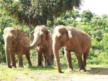 Ethical Elephant Observation by Samui Elephant Sanctuary
