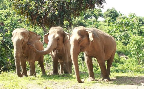 Ethical Elephant Observation by Samui Elephant Sanctuary