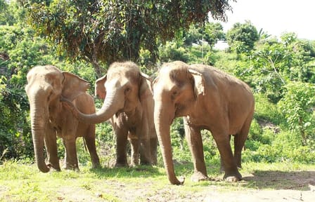 Ethical Elephant Observation by Samui Elephant Sanctuary