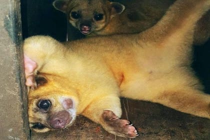 Mayan Eden Eco Park Tour, City Tour & Transfer