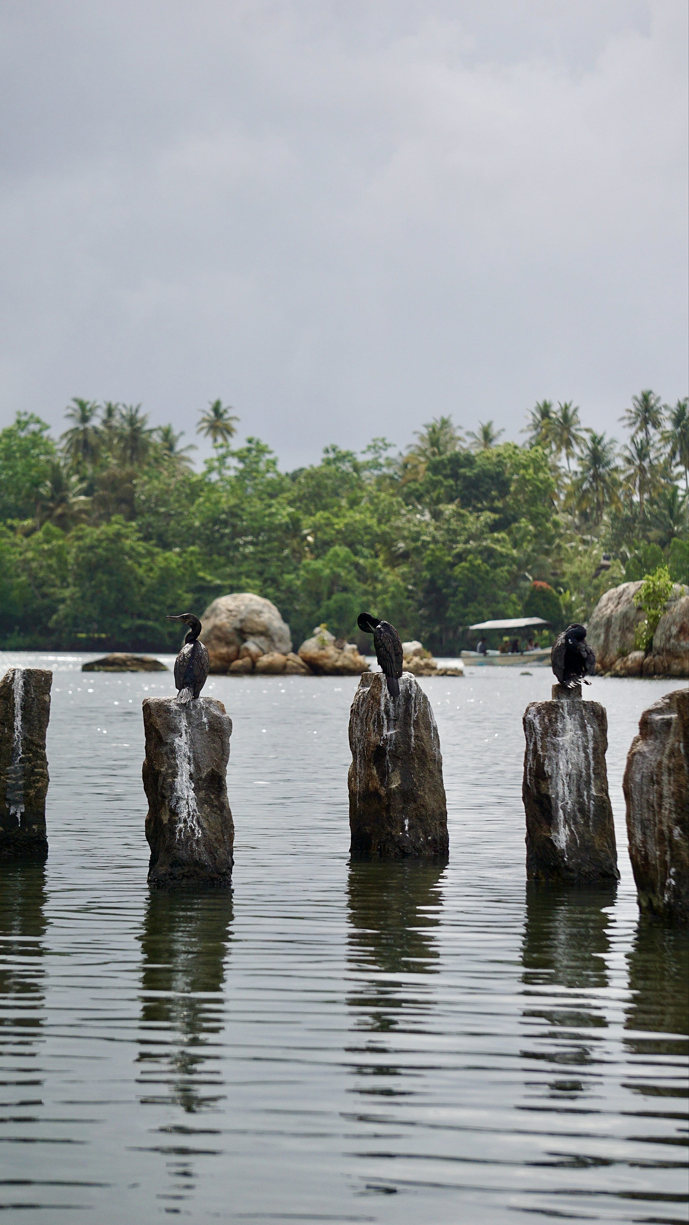 Koggala's Twilight Spectacle: Bats, Boats & Cinnamon Spice