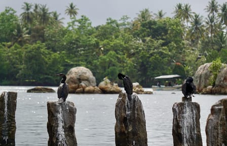 Boat Safari for Bat Watching and Cinnamon in Koggala