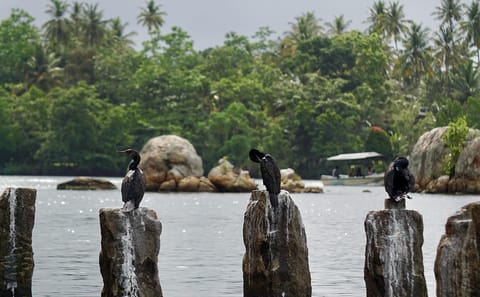 Boat Safari for Bat Watching and Cinnamon in Koggala