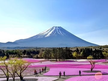 Fuji Five Lakes Guided Day Trip