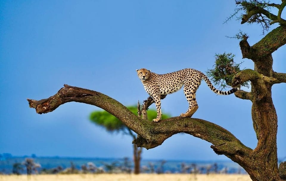 9-Day Honeymoon Safari Adventure in Nairobi, Kenya