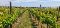 The vineyards of Pian di Mare