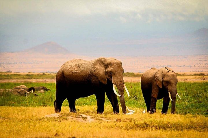 Amboseli Safari Adventure: Explore Elephants & Kilimanjaro Views