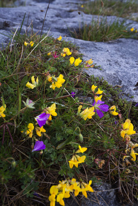Walk Mullaghmore hill & visit the Burren Perfumery. Clare. Private guided. 3 hours 2