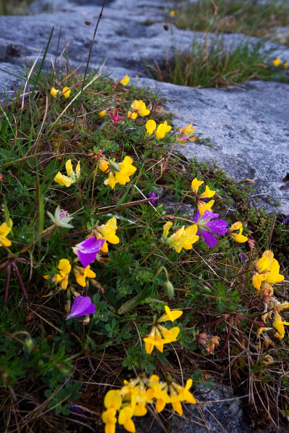 Walk Mullaghmore hill & visit the Burren Perfumery. Clare. Private guided. 3 hours 2