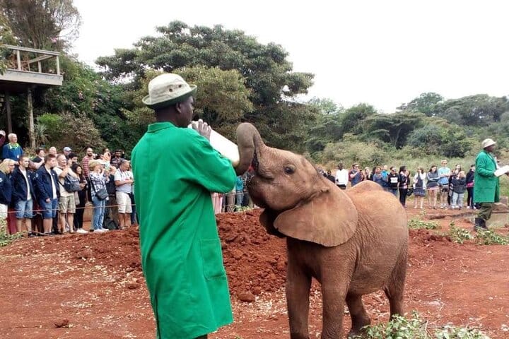 Nairobi Museum Snake Park Giraffe Center and Beads Center Tour