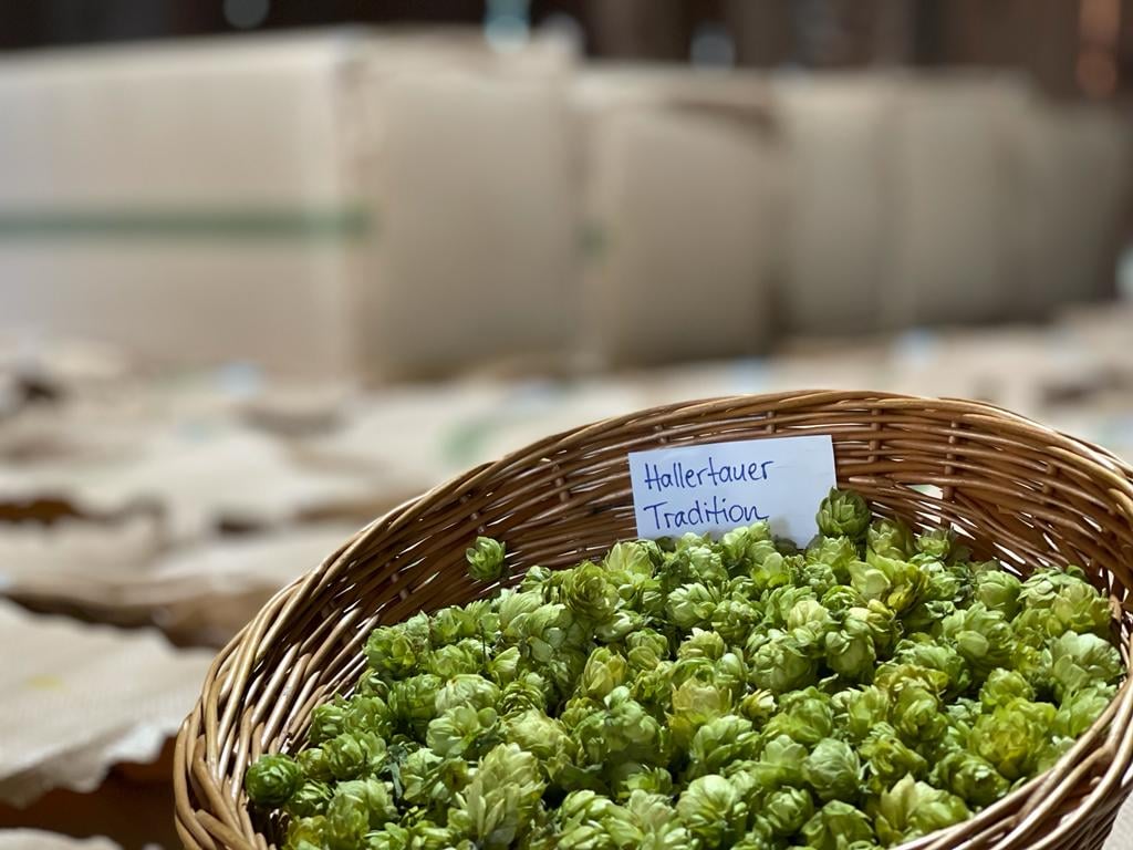 dried hop