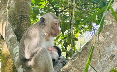 U Minh Thuong National Park Nature and Wildlife Tour