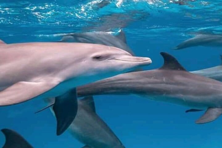 Mikumi National Park Safari Day Trip from Zanzibar