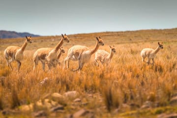 Explore Pampas National Reserve and Vicuña Sanctuary in Nazca