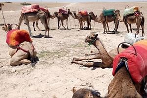 Sunset camel ride Agafay desert Marrakech