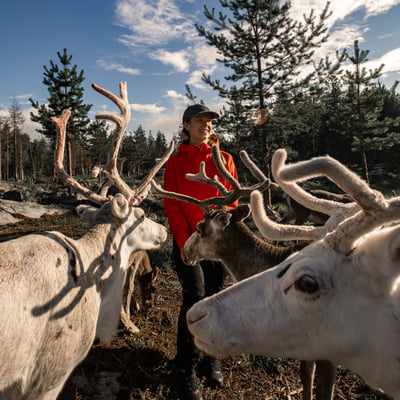 Visit a Real Reindeer Farm - Image 23
