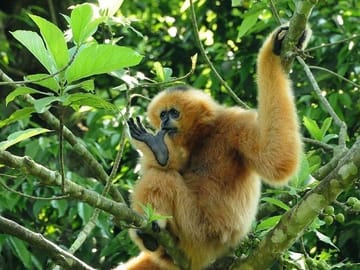 Cuc Phuong National Park Adventure: Trekking, Hiking, Guided Trip