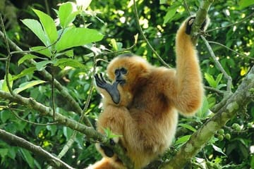 Cuc Phuong National Park Adventure: Trekking, Hiking, Guided Trip