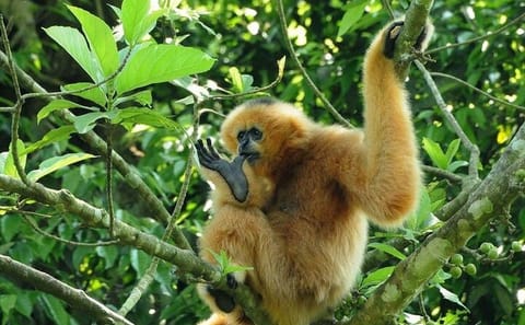 Cuc Phuong National Park Adventure: Trekking, Hiking, Guided Trip