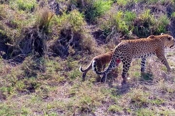 5-Day Private Classic Safari Tour of Ngorongoro and Serengeti
