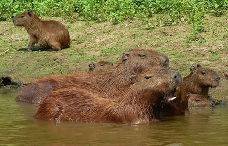 Amazon Wildlife Tour in Rurrenabaque, Bolivia - 3 Days