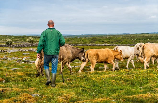 Walk Mullaghmore hill & visit the Burren Perfumery. Clare. Private guided. 3 hours 9