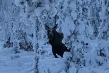 Snowmobile Adventure Tour in Kiruna, Sweden