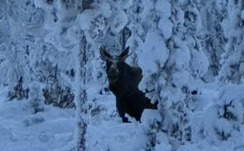 Snowmobile Adventure Tour in Kiruna, Sweden