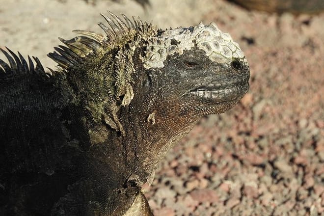 Galapagos Fauna