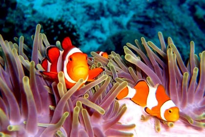 Rok Island and Haa Island by Speedboat