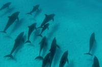 Mnemba Island Dolphins Watching and Snorkeling 1