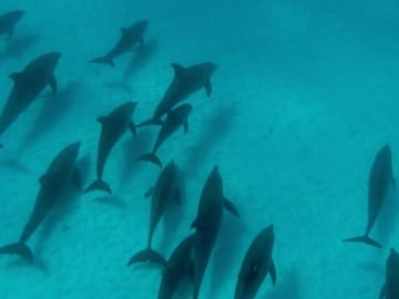 Dolphin Watching and Snorkeling Tour at Mnemba Island, Tanzania