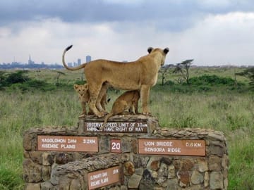 Nairobi Wildlife Day Tour with Giraffe Center and Elephant Orphanage