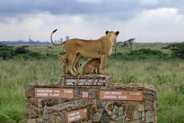 Nairobi Wildlife Day Tour with Giraffe Center and Elephant Orphanage