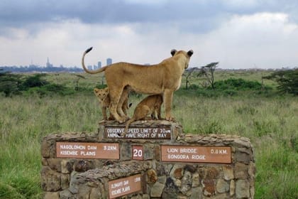Nairobi Wildlife Tour with Hotel Pick Up