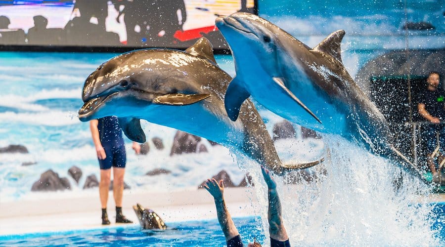 Dubai : The Dubai Dolphinarium Experience Splash into Fun!